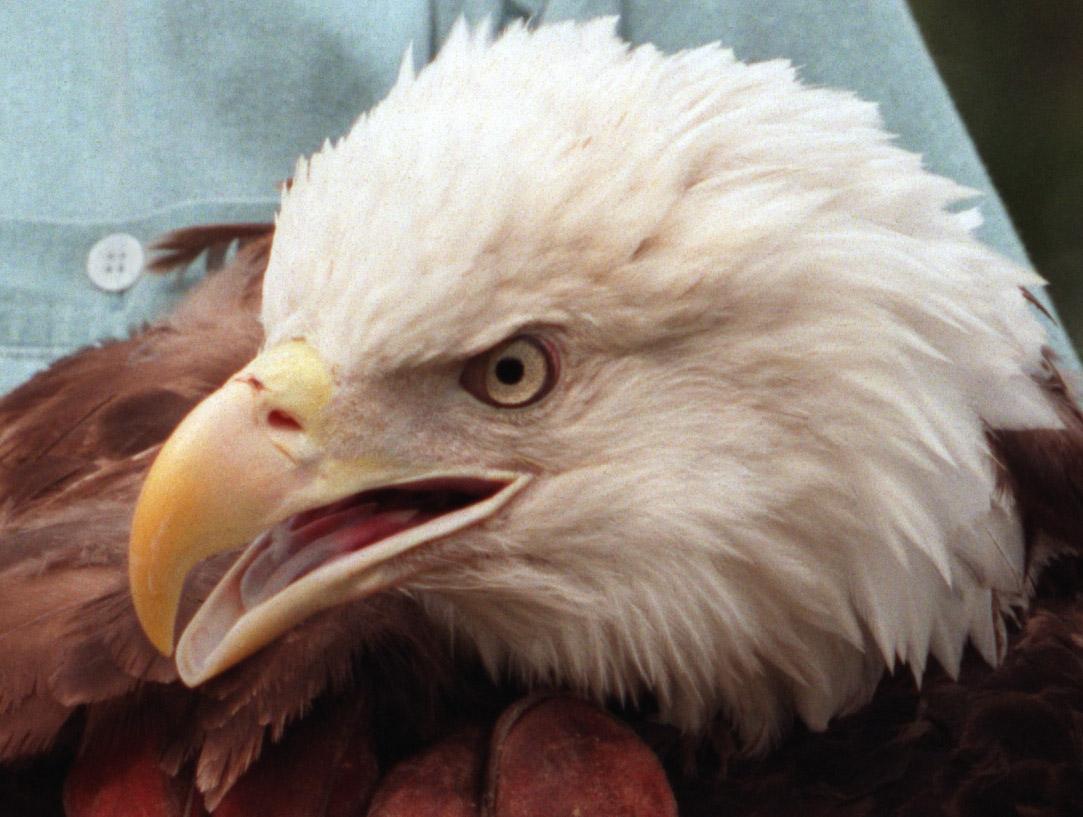 Bald eagle at raptor center